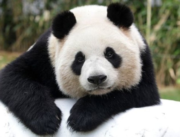 У мережі набирає популярності відео, як панда грається у снігу. ВІДЕО