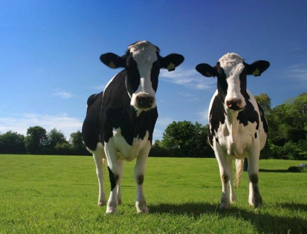 В Україні заборонять корів і свиней?