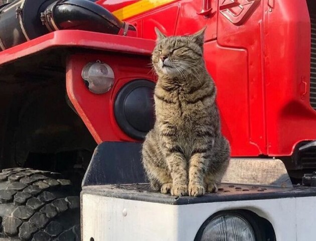 Луцькі рятувальники дістали кошеня з вентиляційної шахти