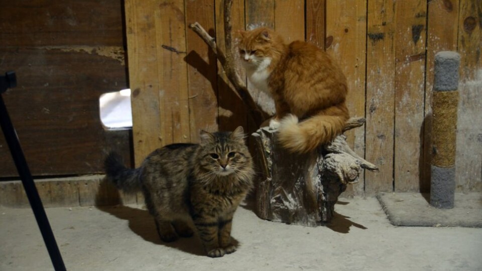 Луцька «Ласка» прихистила 35 котів: є з Маріуполя і Лисичанська. ФОТО. ВІДЕО