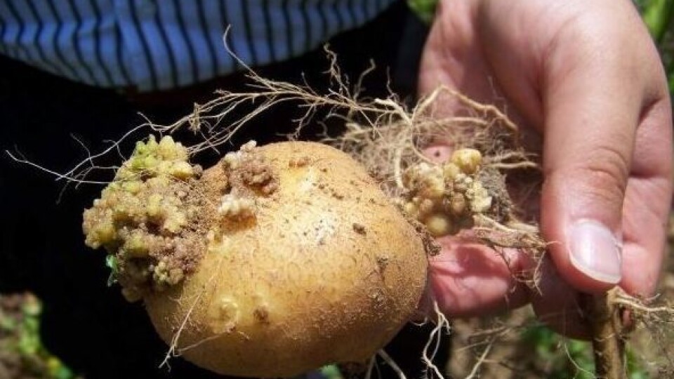 Біля села на Волині запровадили карантин через рак картоплі. Її не можна їсти