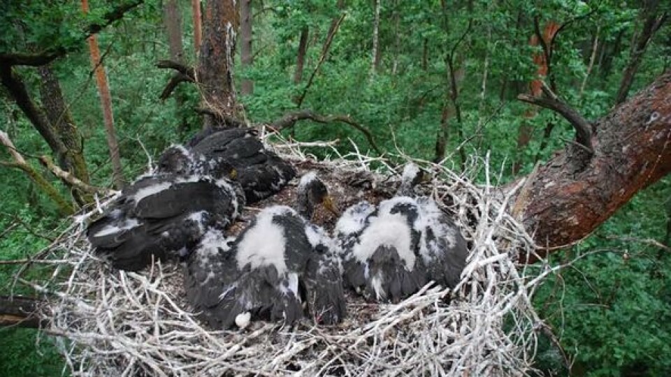 У Шацькому нацпарку гніздуються чорні лелеки