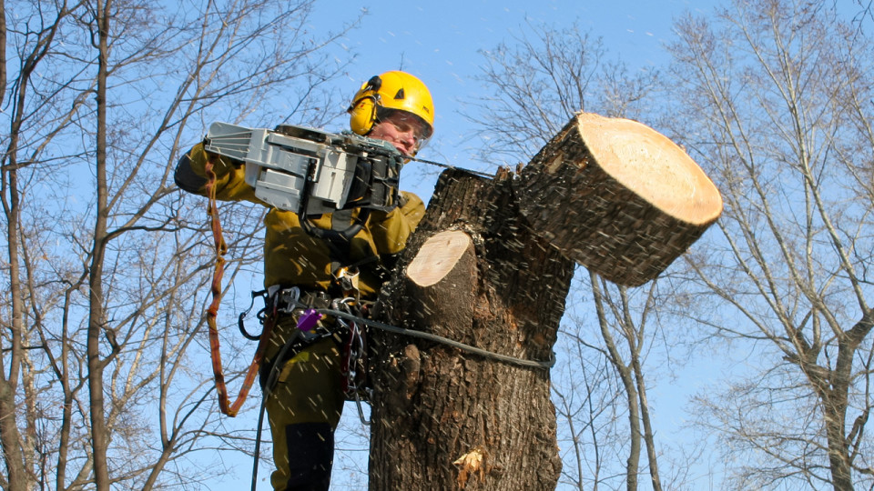 Поліція візьметься за кронувальників, які обрізали дерева у Луцьку під стовбур