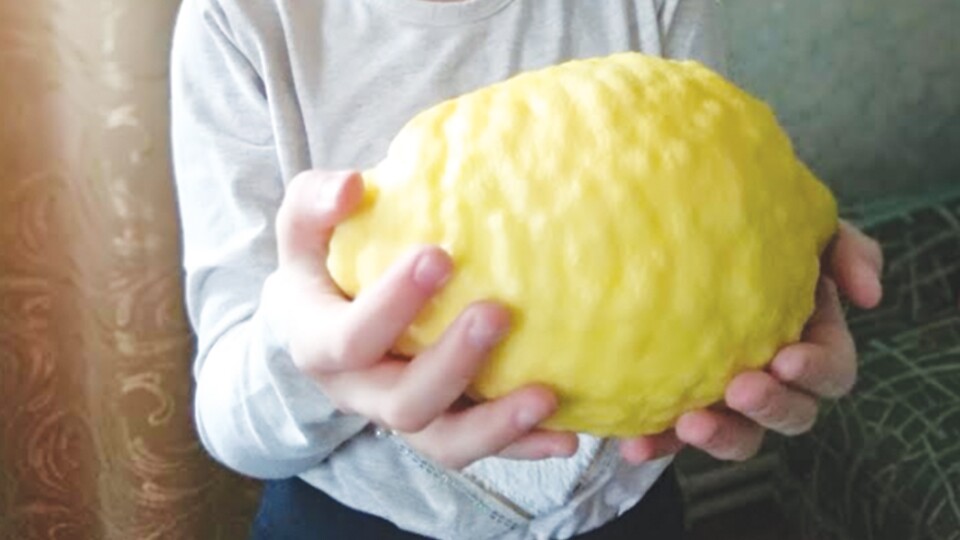 Плоди-гіганти на підвіконні. Волинянка виростила 700-грамовий лимон