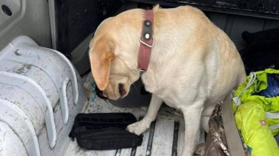 На «Ягодині» собака знайшов у американця наркотики