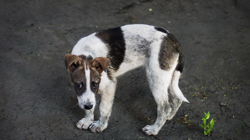 Безпритульних собак з різних міст знаходять у Луцьку. ВІДЕО