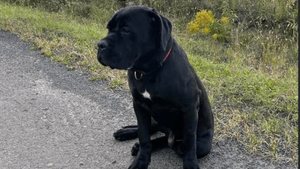5 тисяч винагороди: у Луцьку шукають загубленого собаку