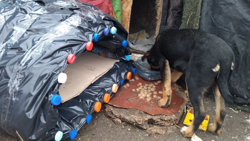 У Луцьку для бездомних собак встановлюють будиночки. ФОТО
