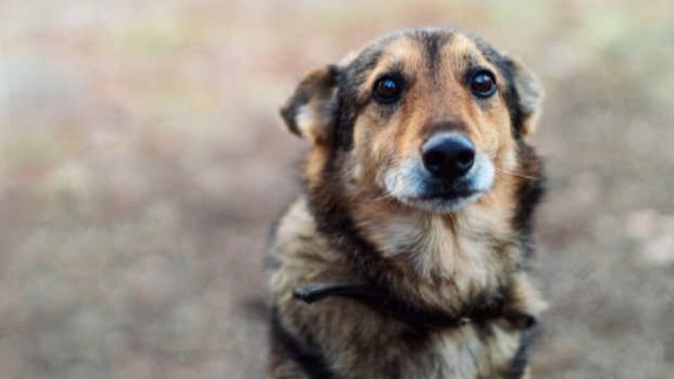 Злякалися вибухів: ковельчани шукають своїх собак, а пси чатують господарів