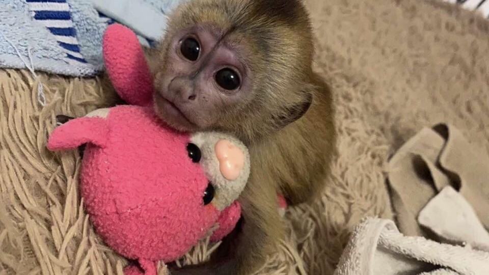 У Луцькому зоопарку вигодували з народження мавпеня, від якого відмовилася мама. ФОТО