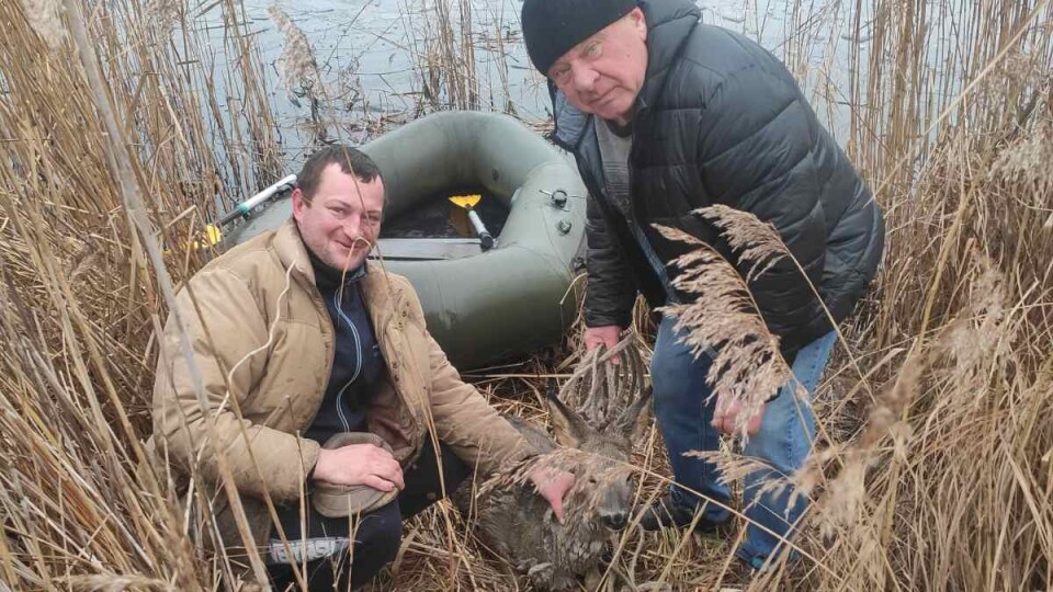У селі на Волині мешканці врятували козулю, яка тонула