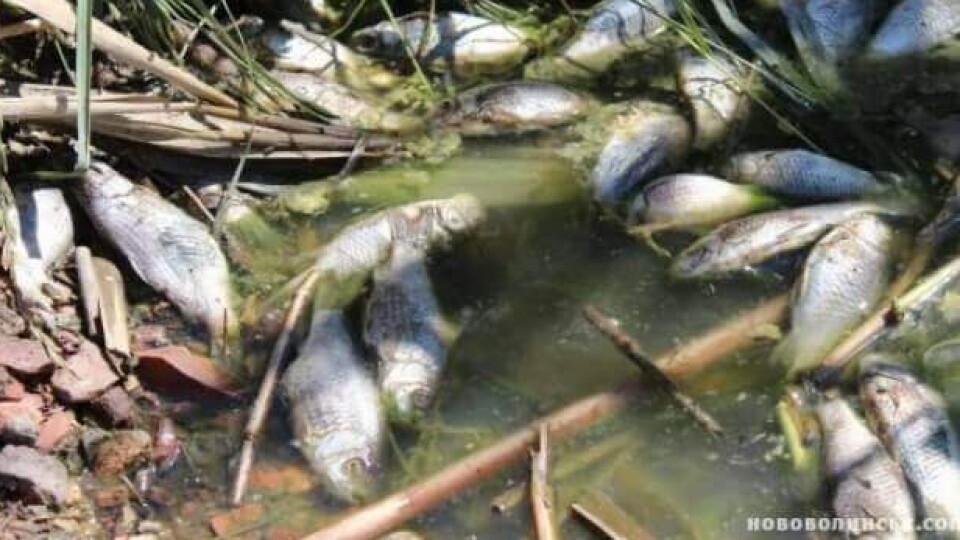 У Нововолинську в озері масово гине риба