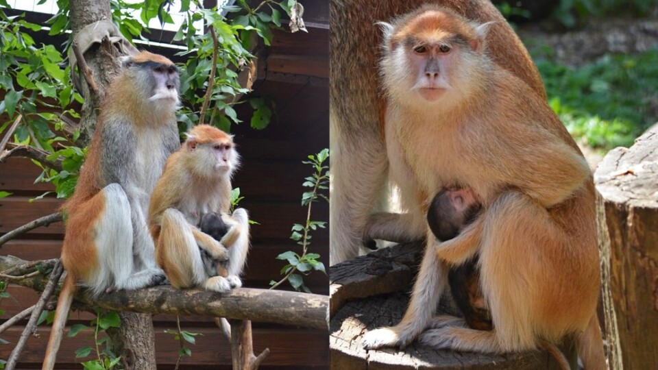 У зоопарку Луцька народилося мавпеня. ФОТО, ВІДЕО