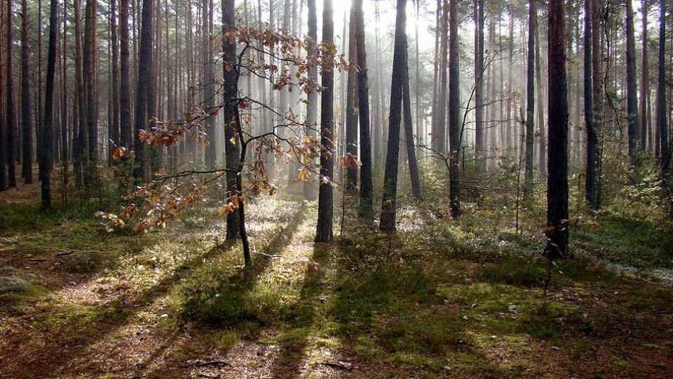 На Волині створили 12 гектарів нових лісів