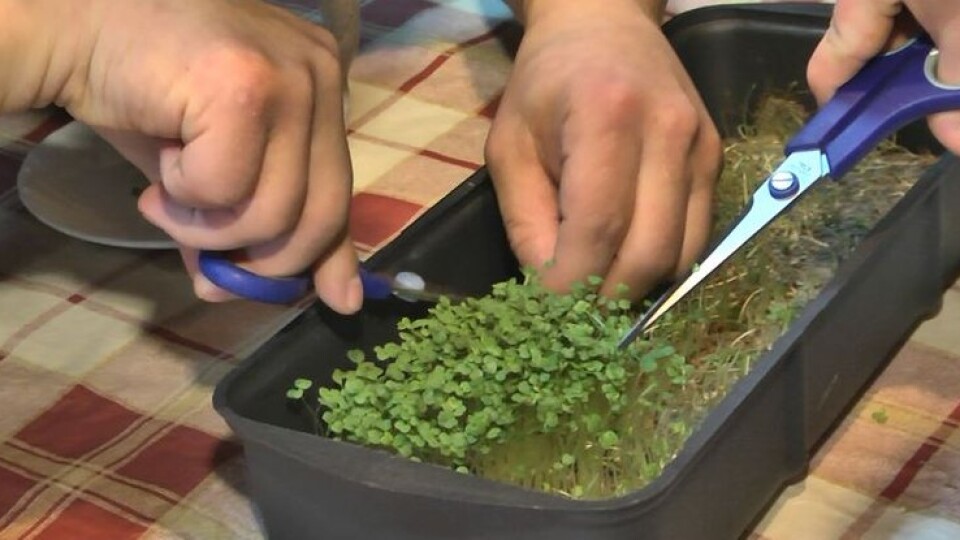 У Луцьку діти з синдромом Дауна вирощують мікрозелень і готують з нею страви