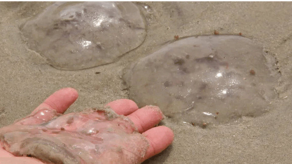 Відпочинок українців на Азовському морі псують медузи. Чому їх стало так багато?