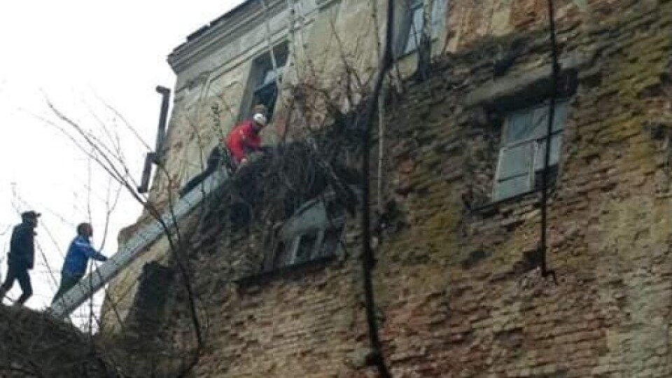 Альпіністи розчистили стіни Олицького замку від заростей та дерев