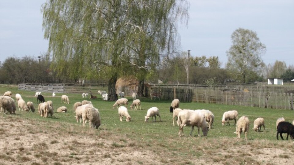 Кожна хата на овечок багата: як відроджують вівчарство у волинському селі. ФОТО