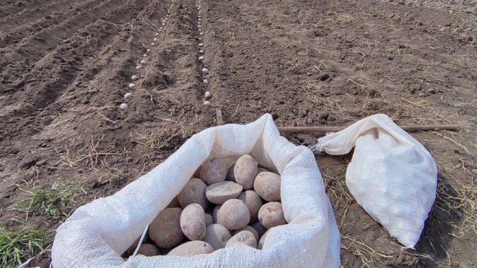 На Волині картоплею цього року засадять 80 тисяч гектарів землі