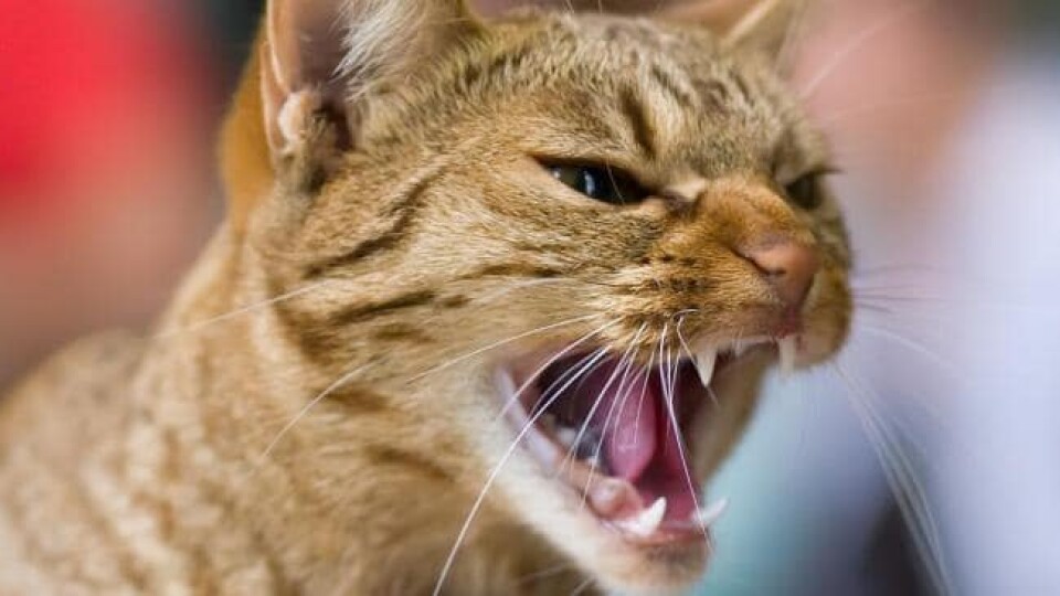 У Луцьку знайшли кошеня зі сказом — шукають людей, які з ним контактували