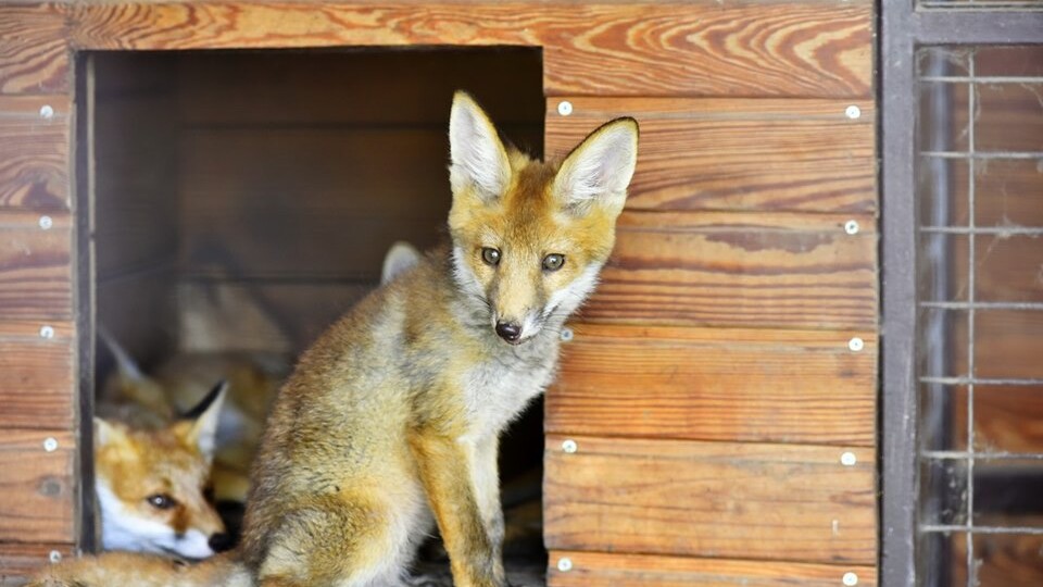 У Луцькому зоопарку шукають благодійників для лисиць. Ціна питання - 150 тисяч гривень