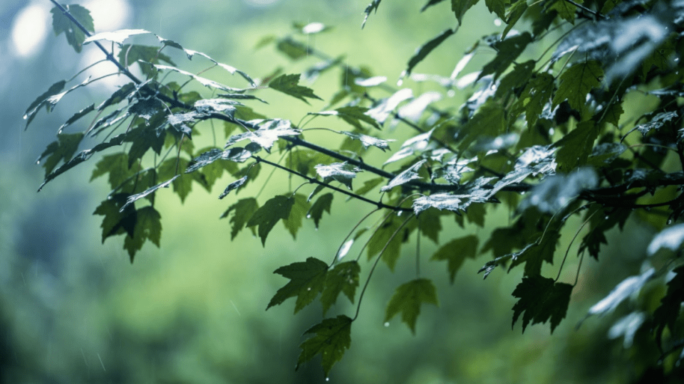 Короткочасні дощі та грози: погода у Луцьку та області в останній тиждень липня