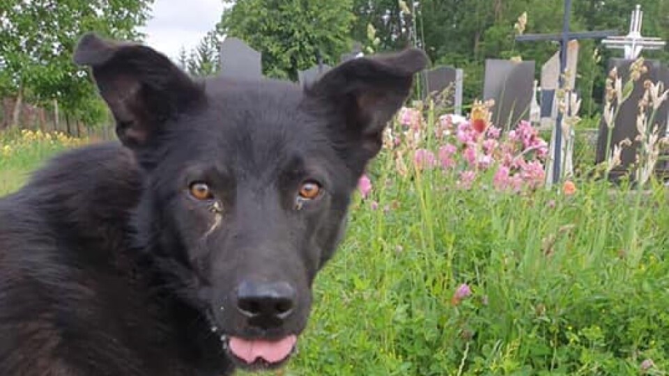 «Волинський Хатіко». Шукають нову домівку для собаки, який чекає господаря на кладовищі