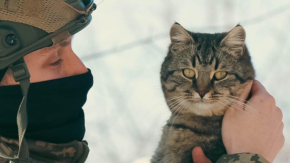 Вусатий патруль: воїни 14 ОМБр показали своїх фронтових котів. ФОТО