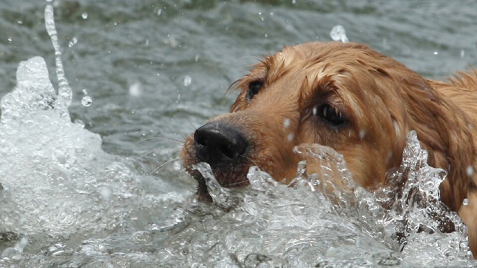 У Луцьку рятувальники витягли собаку з води