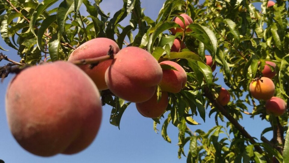 Волинський садівник передасть виручку з плантації персиків у фонд Притули