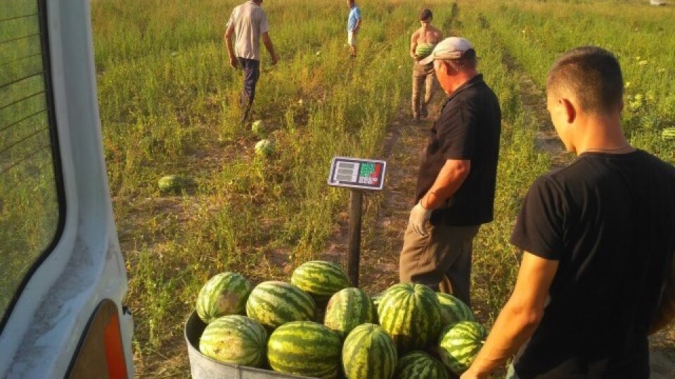 «Скептикам довів, що немає нічого неможливого». Волинський фермер виростив 120 тонн кавунів