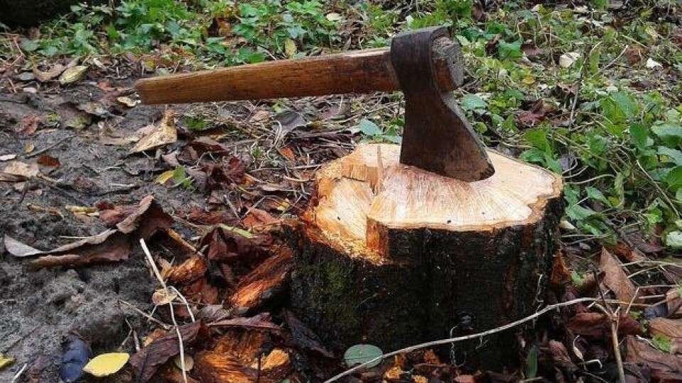 Лісівники затримали кількох волинян, які незаконно рубали ліс