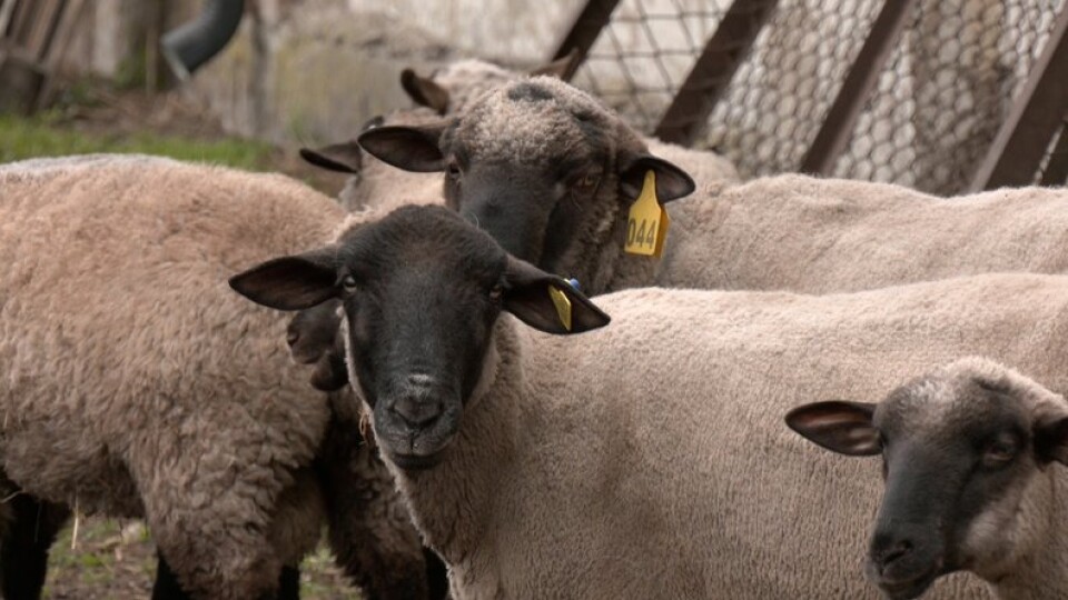 По 7 тисяч за корову, 2 – за вівцю: як волинські фермери отримують дотації від держави