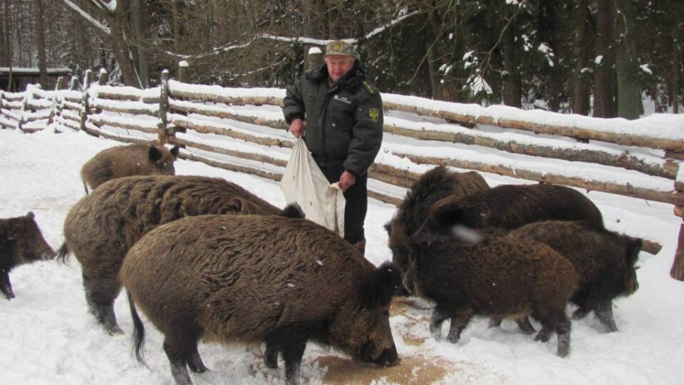 Як на Волині єгері допомагають пережити зиму диким свиням, козулям і зайцям 