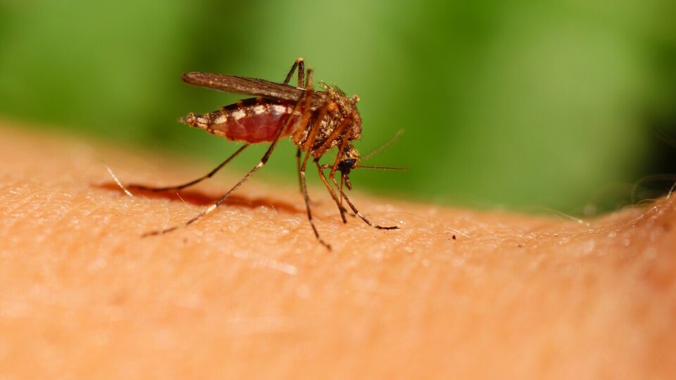 На Волині у двох жінок виявили хворобу, яку переносять комарі