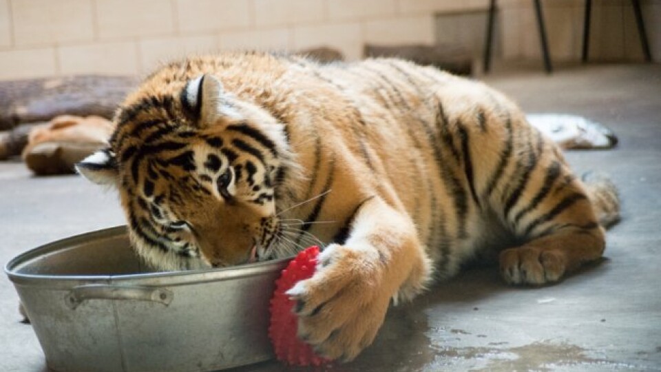 Тигриці Тріші з Луцького зоопарку –  рік. Як їй живеться