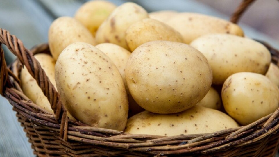 Взимку картопля на Волині може подорожчати до 20 гривень за кілограм