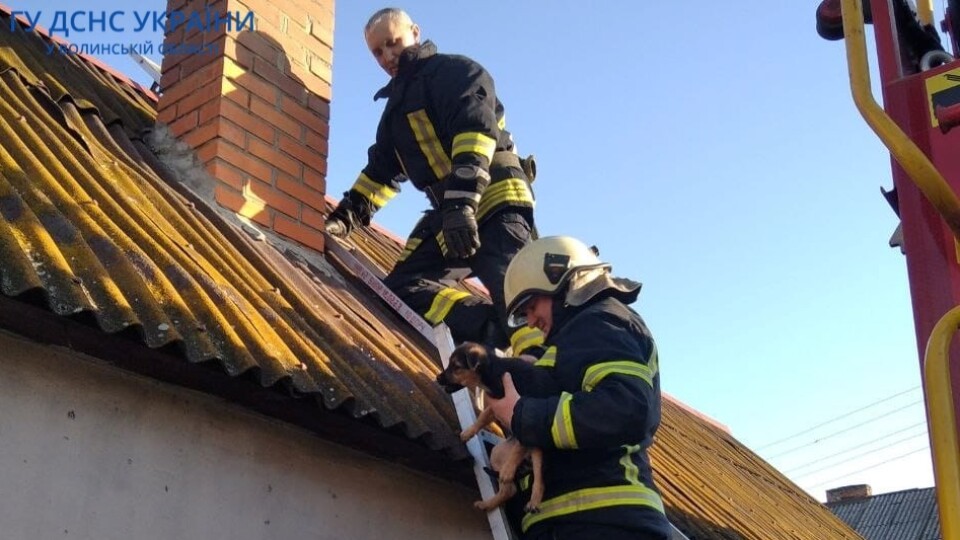 Волиняни викликали рятувальників, щоб зняли песика, який застряг на даху. ФОТО
