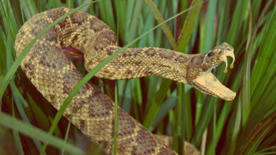 Волинянку госпіталізували після укусу змії