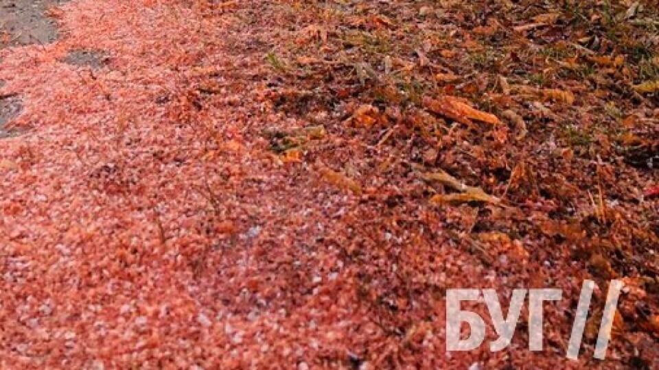 Червоний снігопад. Мешканці Іванич страждають від лушпиння кукурдзи, яке сиплеться з неба