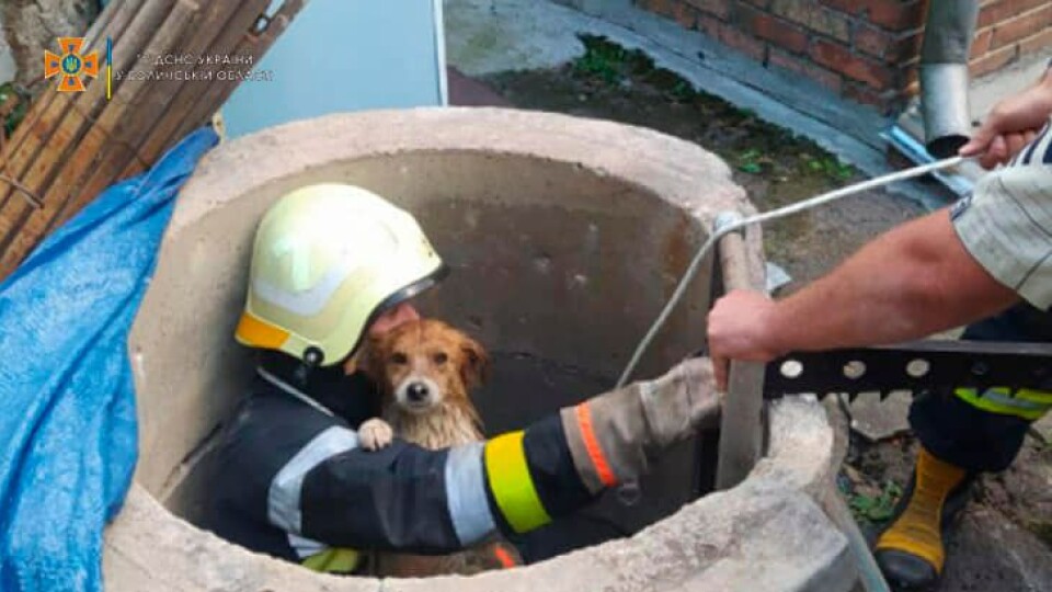 Волинські рятувальники дістали з колодязя собаку