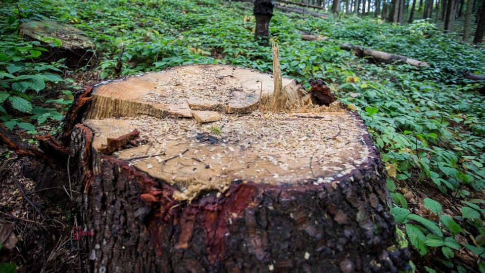 Волинянина, який вирубав цінні дерева в заказнику, оштрафували на 5 тисяч гривень