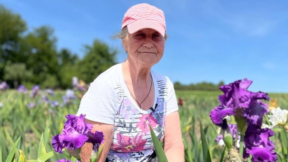 «Квіти для мене, як діти»: у Луцьку 77-річна жінка вирощує понад 400 сортів ірисів