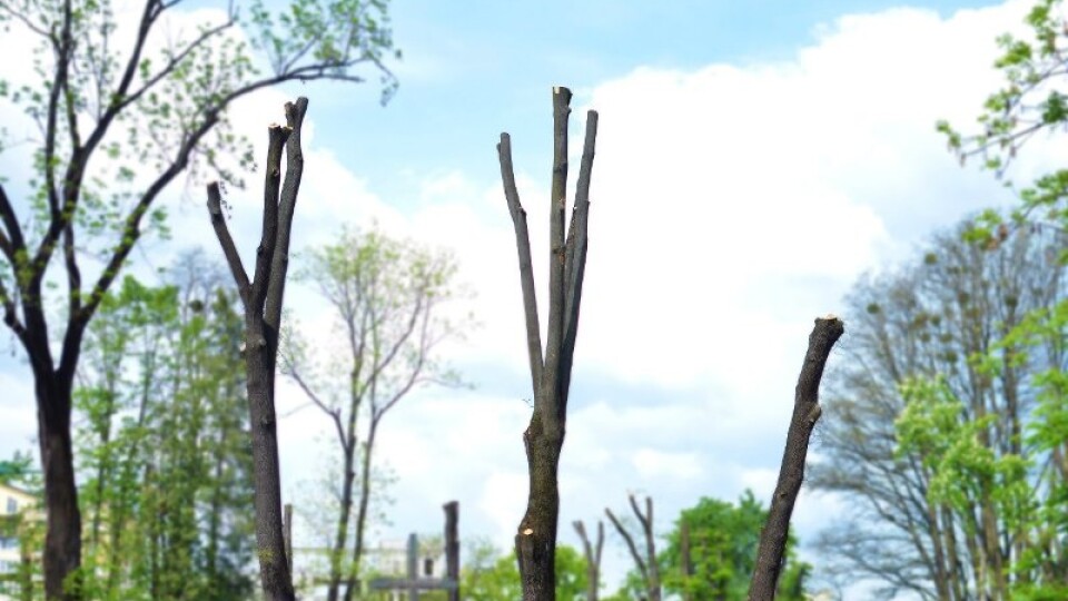 У Луцьку на рік заборонили кронувати дерева