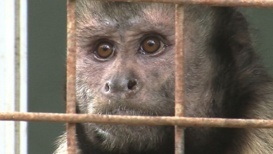 «Тварини дуже налякані». Луцький зоопарк прихистив приматів з Київщини
