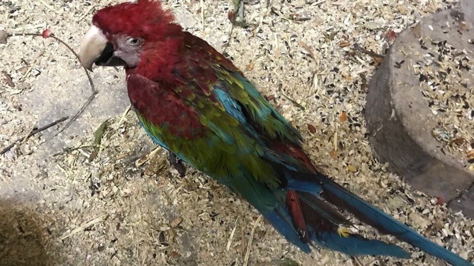 Викрадених папуг повернули у Луцький зоопарк