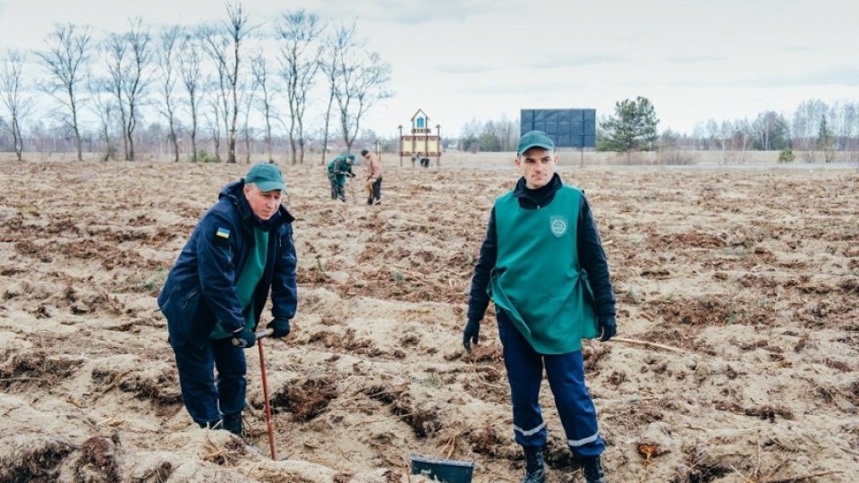 Як на Волині відновлювали ліс. ФОТО. ВІДЕО