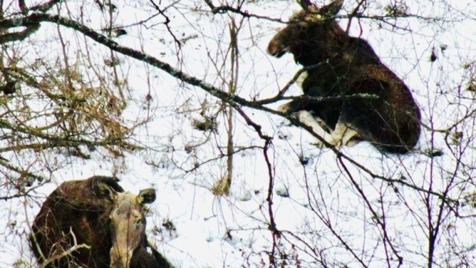 На Волині кількість диких тварин визначають за допомогою безпілотників