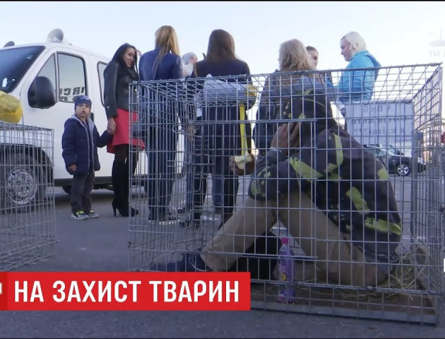 Протест проти циркачів: у Луцьку зоозахисники залізли у клітки