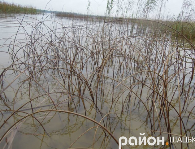 Волинський Перемут: каламутна вода, заболочені береги і багатий рибний світ